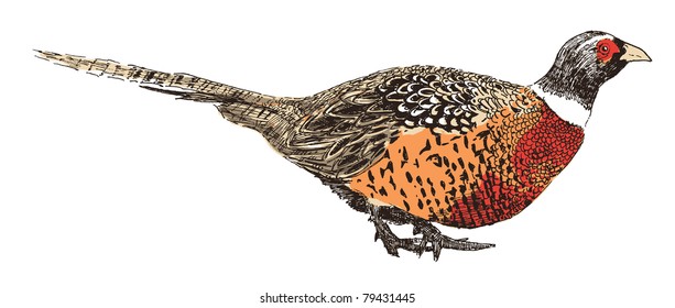 pheasant eps 10 vector isolated on white background hand drawn colored black red brown orange digital watercolor illustration, feathers, pheasant hunting bird illustration isolation