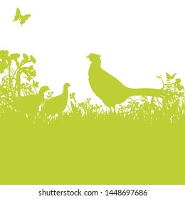 Pheasant in the green field