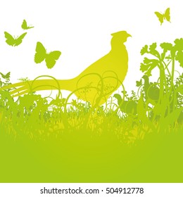 Pheasant in the high meadow