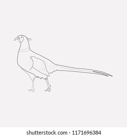 Pheasant icon line element. Vector illustration of pheasant icon line isolated on clean background for your web mobile app logo design.