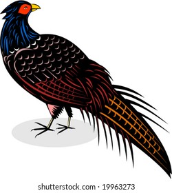 Pheasant isolated on white