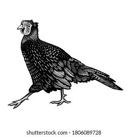 Agradable aislado en un fondo blanco. Pájaro doméstico. Serie de animales de granja. Ilustración vectorial de las aves de corral. Gráficos en blanco y negro. Esbozo vintage.