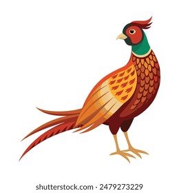 pheasant isolated on white background