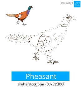 Pheasant learn birds educational game learn to draw vector illustration