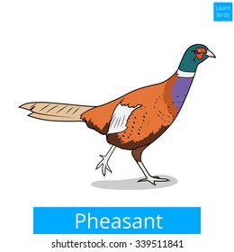 Pheasant learn birds educational game vector illustration