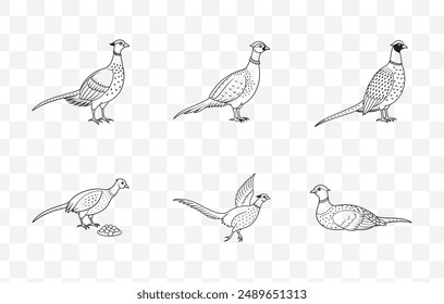 Conjunto de Vector de arte Pheasant Line con elegantes Ilustraciones de aves para proyectos de diseño artístico y decorativo