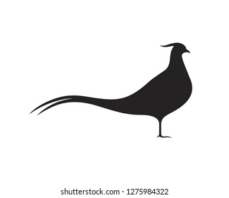 Pheasant silhouette. Isolated pheasant on white background