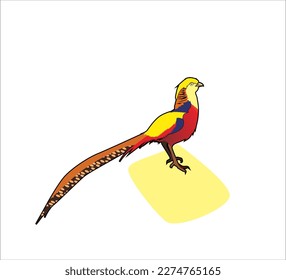 Pheasant is a type of ring-necked jungle fowl with the scientific name Phasius Colchius which is one of the birds that is able to adapt to the concept of animal husbandry. This is what makes many p