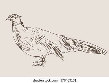 pheasant vector, hand draw sketch 