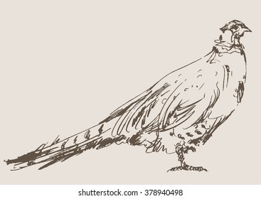 pheasant vector, hand draw sketch