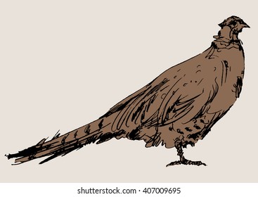 pheasant vector, hand draw sketch
