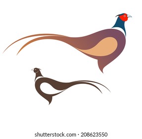 Pheasant. Vector illustration 