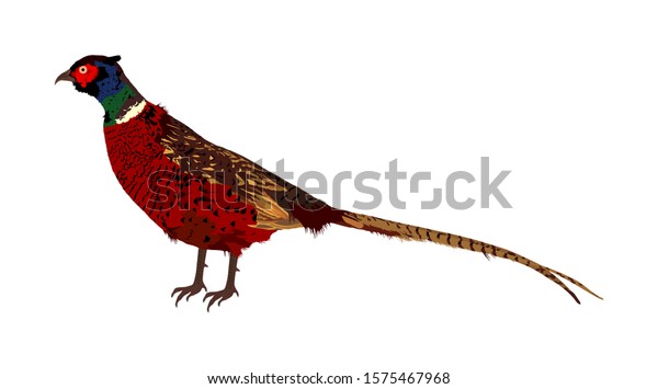 Pheasant Vector Illustration Isolated On White Stock Vector (Royalty
