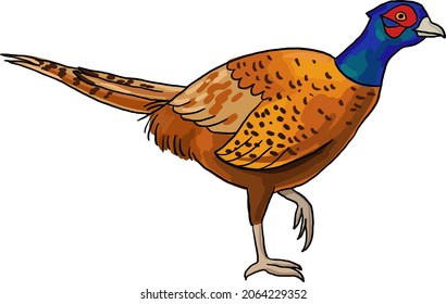 Pheasant Vector Image On Transparent Background Stock Vector (Royalty ...