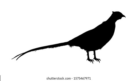Pheasant vector silhouette illustration isolated on white background. Ring necked pheasant male symbol. Phasianus colchicus. Beautiful wild bird portrait. 