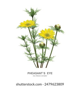 Pheasant's eye ( Adonis vernalis). Wild early flowering steppe (meadow) plant, spring primrose. Vector realistic drawing isolated on a white background and an inscription with the name of the plant.