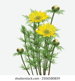 Pheasant's eye, otherwise - Adonis vernalis. Beautifully flowering herbaceous plant growing in steps and meadows. Spring primrose with yellow flowers. Vector realistic drawing isolated on a white.