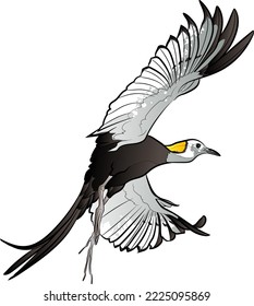 The pheasant-tailed jacana (Hydrophasianus chirurgus). Vector illustration.