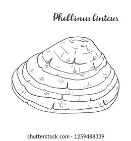 Phellinus linteus isolated on white background vector illustration.