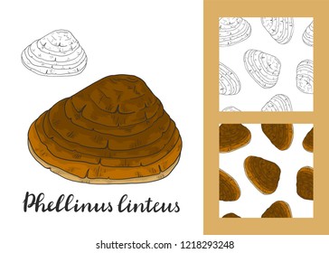 Phellinus linteus set with seamless patterns. Medicinal plant.