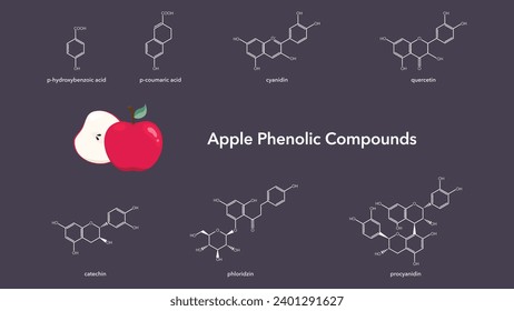 Phenolic compounds found in apples vector illustration science graphic