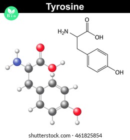 Phenylalanine amino acid molecular formula and model, 2d and 3d illustration, vector on white background, eps 8