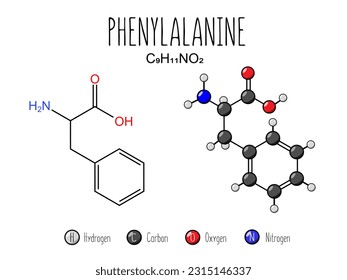 Phenylalanine amino acid representation. Skeletal formula and 2d structure illustration, isolated on white background. Vector editable