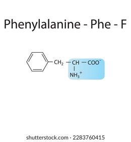 Phenylalanine - Phe - F amino acid structure. Skeletal formula with amino group highlighted in blue. Scientific illustration.