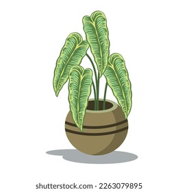 philadendron on pot vector design