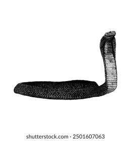 Philippine Cobra hand drawing vector isolated on white background.