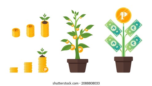 Philippine Peso Money Tree Growing