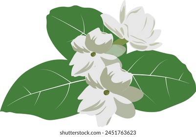 Philippine Sampaguita flower Vector High Quality Image