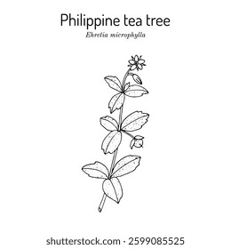  Philippine tea tree (ehretia microphylla), medicinal plant. Hand drawn botanical vector illustration