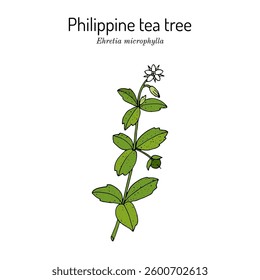 Philippine tea tree (ehretia microphylla), medicinal plant. Hand drawn botanical vector illustration