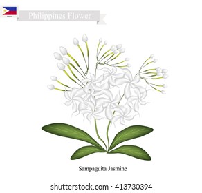 Philippines Flower, Illustration of Sampaguita Jasmine or Arabian Jasmine. The National Flower of Philippines.