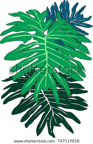 Philodendron bipinnatifidum leaf.(vector)