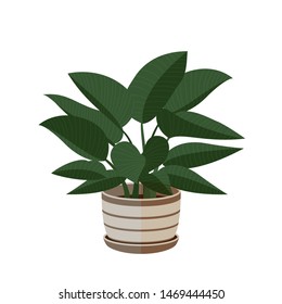 Philodendron Congo Indoor Plant in pot. Beautiful Image For Online Store, Your Site, Advertising. isolated on the white background, vector illustration