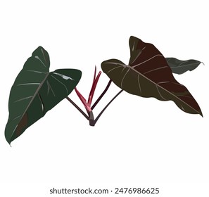 philodendron dark lord vector illustration