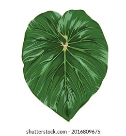 Philodendron gloriosum ,  plant leaf from tropical forests isolated on white background, tropical plants, modern houseplants, vector illustration