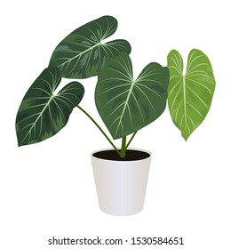 Philodendron gloriosum in pot isolated on the white background, tropical plants, modern houseplants, vector illustration