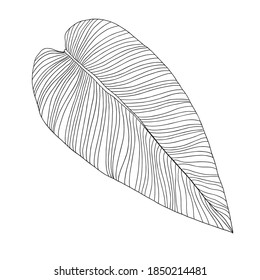 Philodendron Leaf. abstraktes tropisches Blatt einzeln auf Weiß/Tinte, gezeichnet auf tropischem Blatt