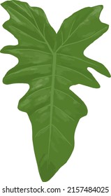 Philodendron Leaf drawings, Green Leaf Isolated Vector, Illustration, Minimalist plant, for printing or home decor.