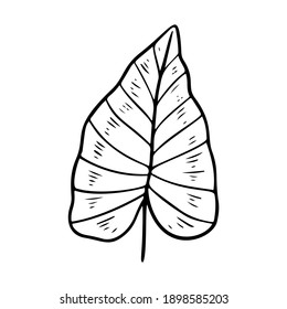 Philodendron leaf stylized vector illustration. Doodle illustration of decorative tropical foliage. Leaves of palm tree philodendron isolated on white background.