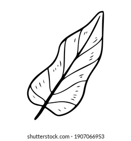 Philodendron leaf stylized vector illustration. Doodle illustration of decorative tropical foliage. Leaves of palm tree philodendron isolated on white background.