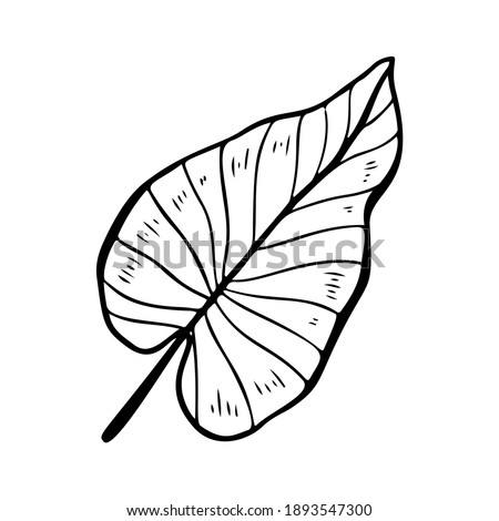 Philodendron leaf stylized vector illustration. Doodle illustration of decorative tropical foliage. Leaves of palm tree philodendron isolated on white background.