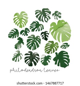 philodendron leaves collection. vector illustration of watercolor botanical objects. 