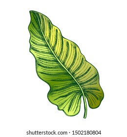 Philodendron Melanochrysum Leaf Hand Drawn Vector. Araceae Family Exotic Flowering Houseplant Leaf. Element Of Beautiful Nature Botanical Herb Designed In Retro Style Color Illustration