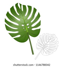 Philodendron Monstera Leaf isolated on White Background. Vector Illustration.