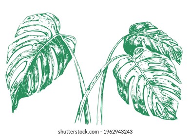 Philodendron plant hand drawing vector. Monstera deliciosa drawing.