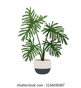 Philodendron selloum, big potted plant. Split-leaf houseplant growing in planter. Large foliage home tree. Room vegetation with huge leaves. Flat vector illustration isolated on white background